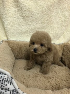 トイプードル(タイニー)【石川県・男の子・2021年12月8日・ベージュ】の写真「優しいカラーの男の子」