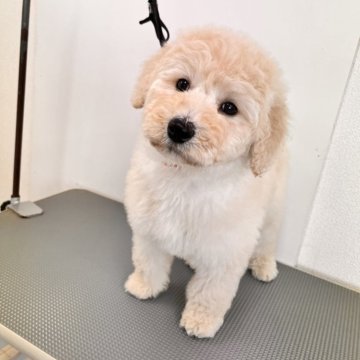 スタンダードプードル【石川県・男の子・2023年11月18日・クリーム】の写真「もふもふ可愛い大型犬」
