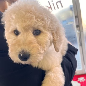 スタンダードプードル【石川県・男の子・2023年11月18日・クリーム】の写真「1番大きな僕」