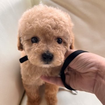 ミニチュアプードル【石川県・女の子・2024年2月24日・アプリコット】の写真「おっとりタイプ　ミニチュアプードル」