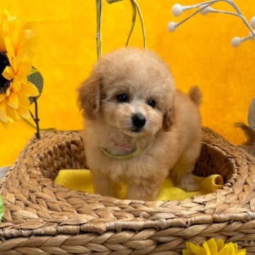 トイプードル(タイニー)【石川県・女の子・2024年5月24日・オレンジフォーン】の写真「大きな瞳の優しいカラーの女の子」