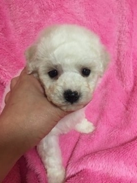 ビションフリーゼ【石川県・男の子・2017年2月11日・ホワイト】の写真「父チャンピオン母チャンピオン直子」