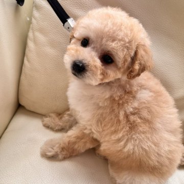 ミニチュアプードル【石川県・女の子・2024年2月24日・クリーム】の写真「ミニチュアプードル女の子」