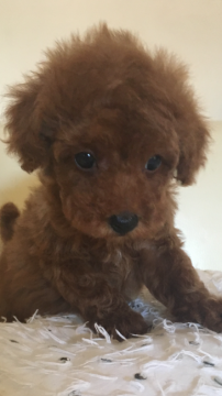 トイプードル(タイニー)【石川県・男の子・2017年7月24日・レッド】の写真「濃いレッドの僕ちゃん」