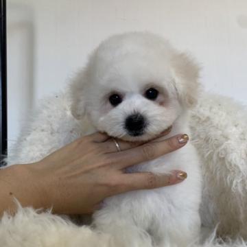 ビションフリーゼ【石川県・女の子・2022年5月12日・ホワイト】の写真「良血統ビションフリーゼ」