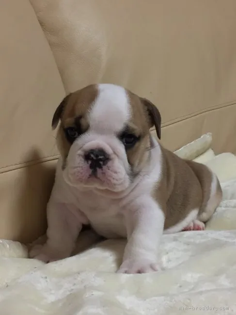 ID：1701-01833の子犬