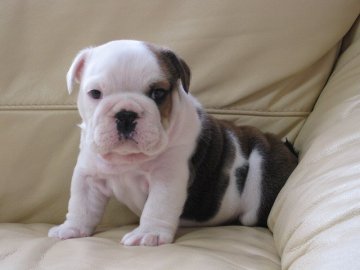 ブルドッグ【長野県・男の子・2014年9月30日・レッド&ホワイト】の写真「３５日可愛いブルドックの子犬」