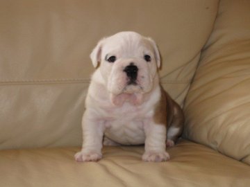 ブルドッグ【長野県・男の子・2014年9月30日・レッド&ホワイト】の写真「３５日可愛いブルドックの子犬」