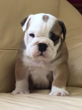 ブルドッグ【長野県・男の子・2015年11月1日・レッド&ホワイト】の写真「可愛い男の子です。父親外産」