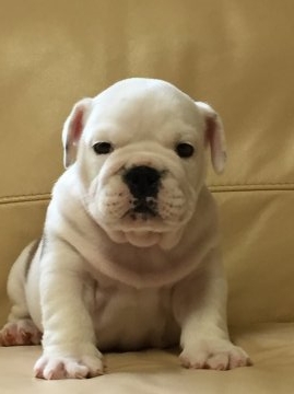 ブルドッグ【長野県・男の子・2015年8月4日・ホワイト&レッド】の写真「可愛い男の子です。」