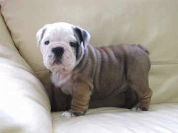 ブルドッグ【長野県・男の子・2014年9月30日・レッド&ホワイト】の写真「45日可愛いブルドックの子犬」