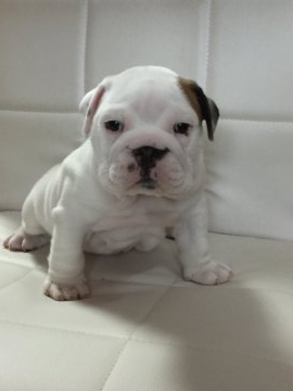 ブルドッグ【長野県・男の子・2017年8月1日・ホワイト&レッド】の写真「ハイクラスの男の子」