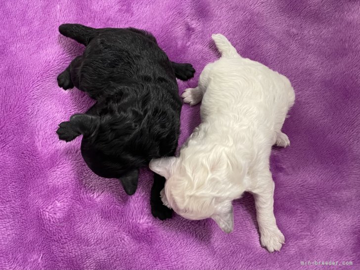 八木美佐子ブリーダーのブログ：3月7日生まれ、トイプードルの赤ちゃん