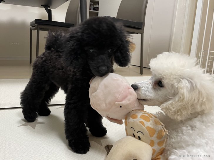 八木美佐子ブリーダーのブログ：3／7生まれ、トイプードルの兄弟