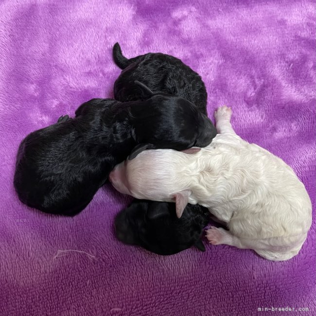 八木美佐子ブリーダーのブログ：4/22生まれ、トイプードルの赤ちゃん