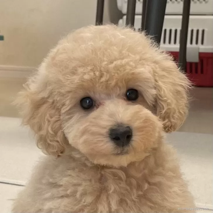 ID：2412-02336の子犬