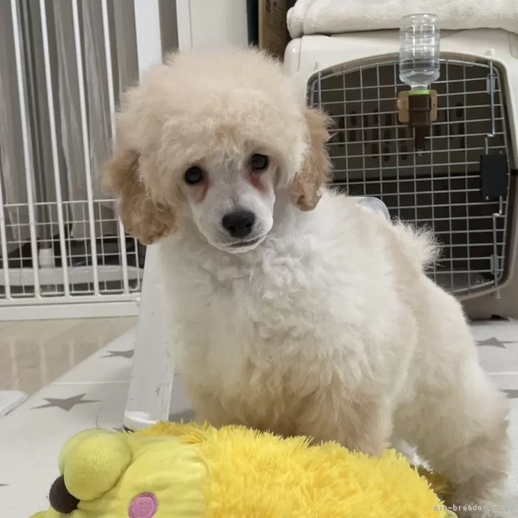 ID：2412-07838の子犬