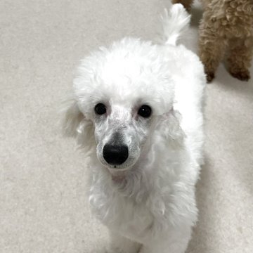 トイプードル(トイ)【長野県・男の子・2025年6月18日・ホワイト】の写真「パパはチャンピオン、抱っこが大好きな甘えん坊」