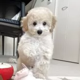 トイプードル(トイ)