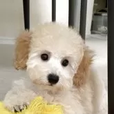 トイプードル(トイ)