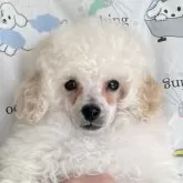 トイプードル(トイ)