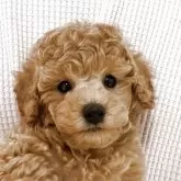 トイプードル(トイ)