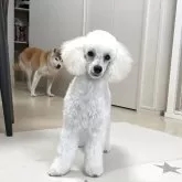 トイプードル(トイ)