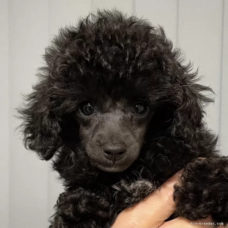 S.D 様のお迎えした子犬