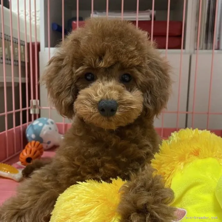 ID:2210-02572の子犬