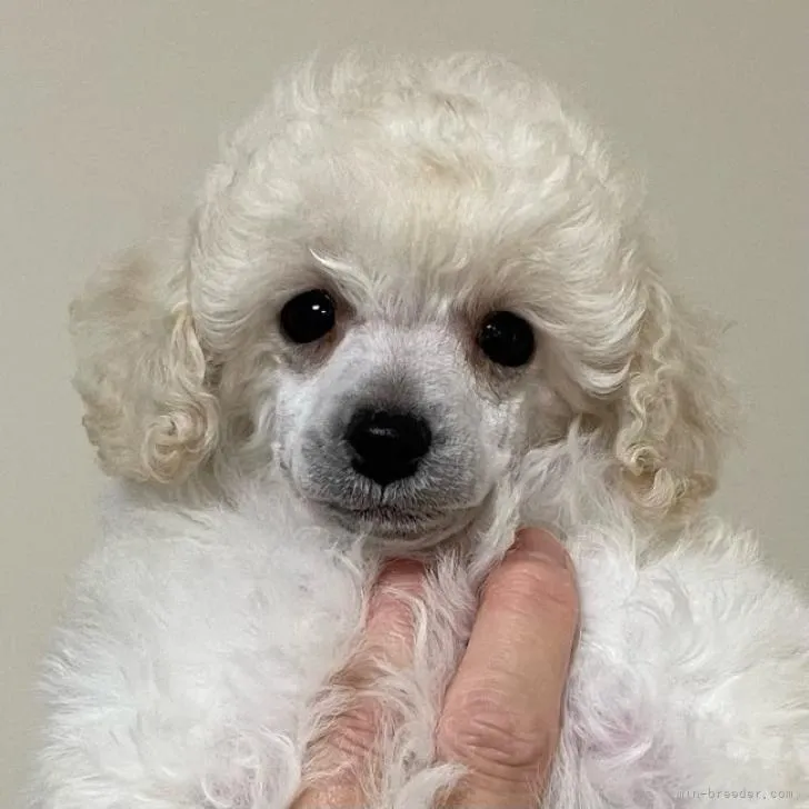 リッちゃん 様のお迎えした子犬