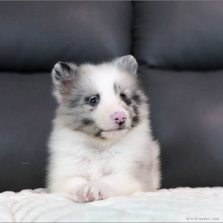 たか 様のお迎えした子犬