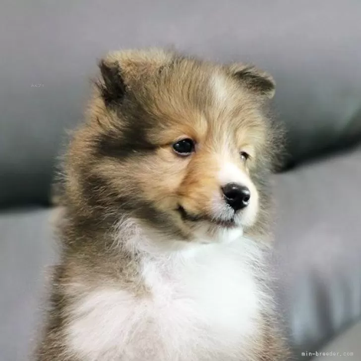 ジュリエル 様のお迎えした子犬