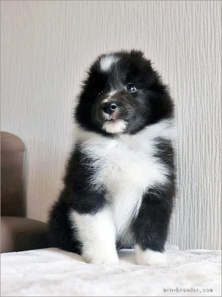 ID:1903-02633の子犬