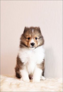 シェットランドシープドッグ【岡山県・男の子・2020年12月16日・セーブル】の写真「もこもこのイケメンくん」