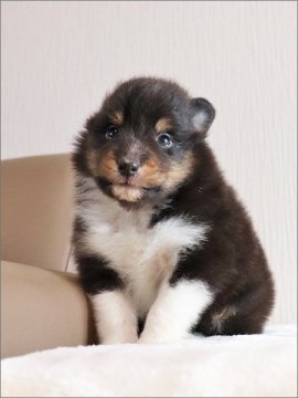 シェットランドシープドッグ【岡山県・女の子・2019年2月25日・トライ】の写真「小さな子熊ちゃんのような女の子」