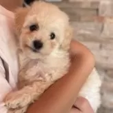 トイプードル(トイ)【青森県・女の子・2025年9月29日・ホワイト】の写真12