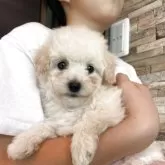 トイプードル(トイ)【青森県・女の子・2025年9月29日・ホワイト】の写真13