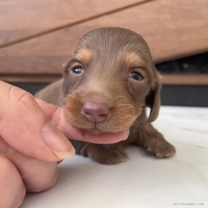 ID:2502-01944の子犬