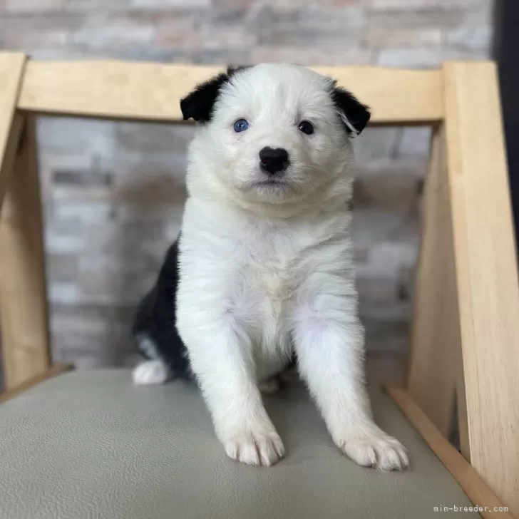ID:2504-01892の子犬