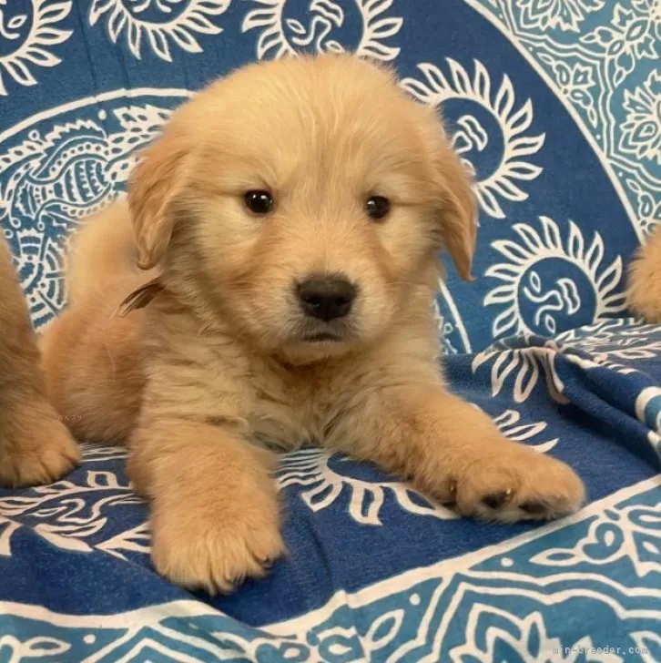 ゴールデンレトリバー【青森県・男の子・2025年8月19日・ピンクリボンくん】の写真1「可愛いつぶらな瞳のボクちゃん✨」