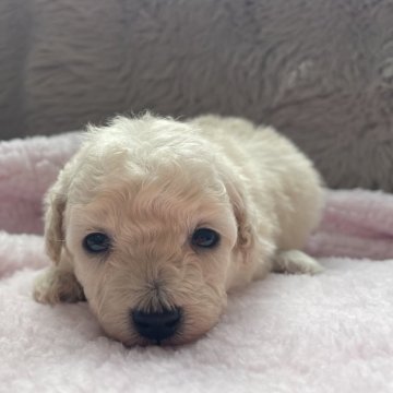 トイプードル(トイ)【青森県・女の子・2025年9月29日・ホワイト】の写真「成長が楽しみです✨」