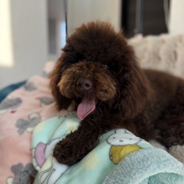 ミディアムプードル【青森県・男の子・2025年7月7日・ブラウン】の写真「2月13日から販売を開始致しました😊」