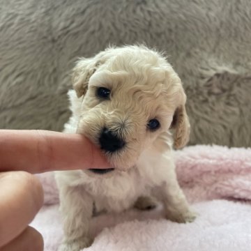 トイプードル(トイ)【青森県・男の子・2025年9月29日・ペールフォーン(薄いです)】の写真「成長が楽しみです✨」