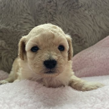 トイプードル(トイ)【青森県・女の子・2025年9月29日・ペールフォーン】の写真「成長が楽しみです✨」