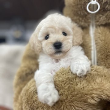トイプードル(トイ)【青森県・女の子・2025年9月29日・ホワイト】の写真「成長が楽しみです✨」