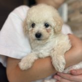トイプードル(トイ)