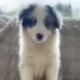 ボーダーコリー