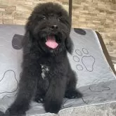 ミディアムプードル