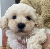 トイプードル(トイ)