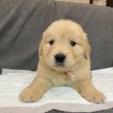 ゴールデンレトリバー